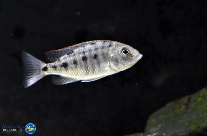 Protomelas virgatus 'Namalenje Island'